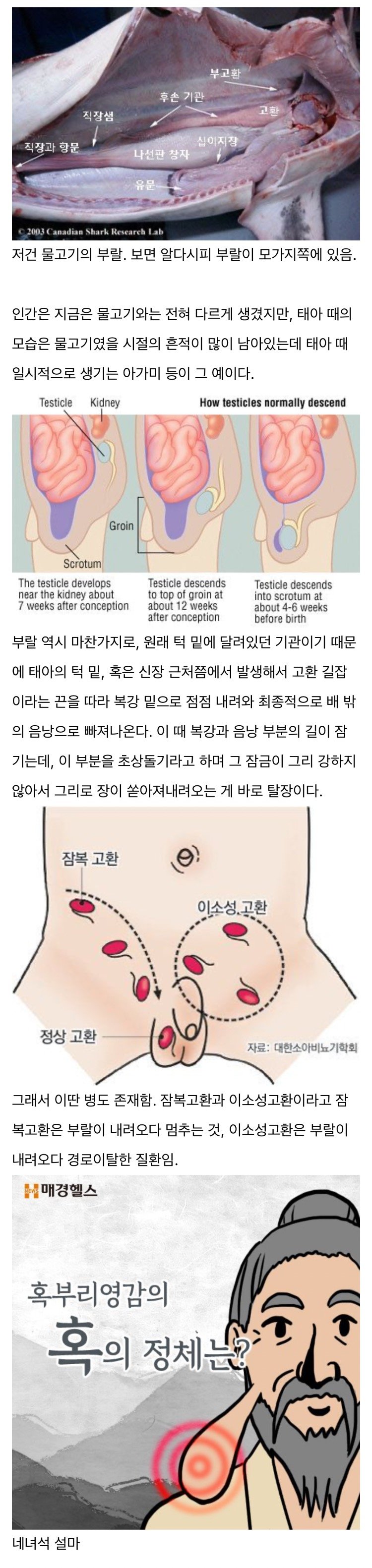 남자의 고환은 원래 턱밑에 달려있었다.jpg