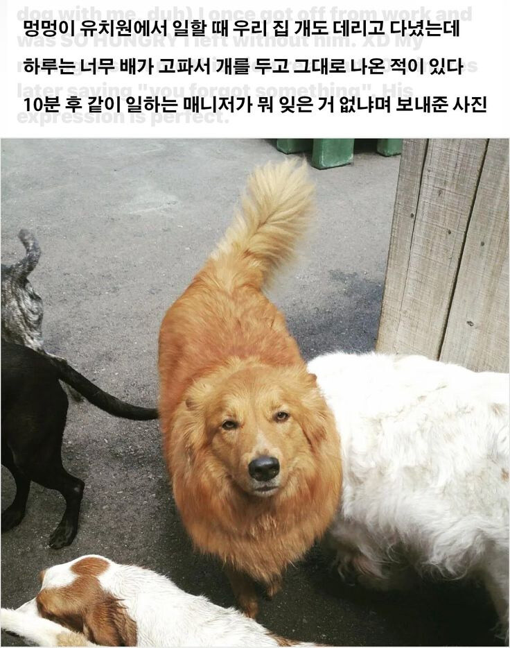 댕댕이유치원.jpg