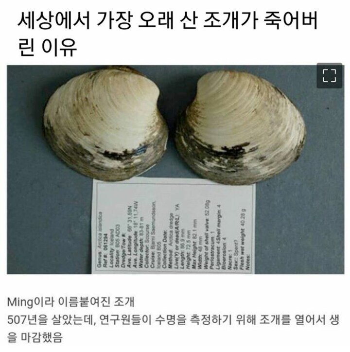 507년을 산 조개가 갑자기 죽어버린 이유.jpg