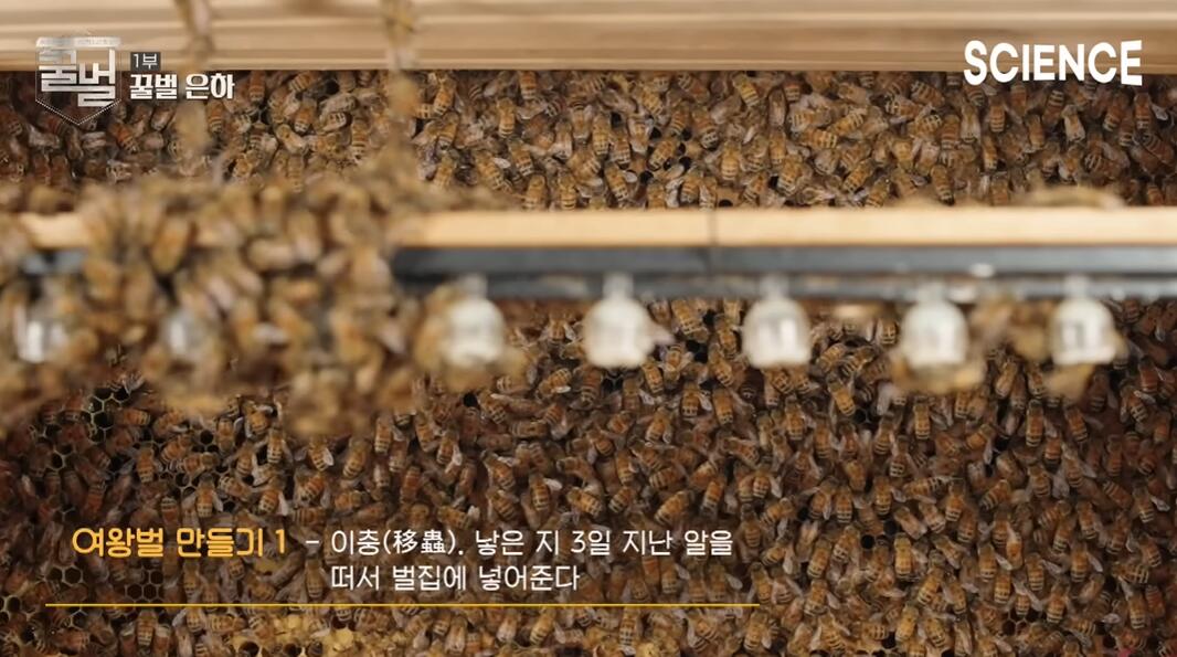 꿀벌들의 여왕벌이 정해지는 과정 | 인스티즈