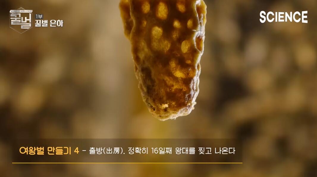 꿀벌들의 여왕벌이 정해지는 과정 | 인스티즈