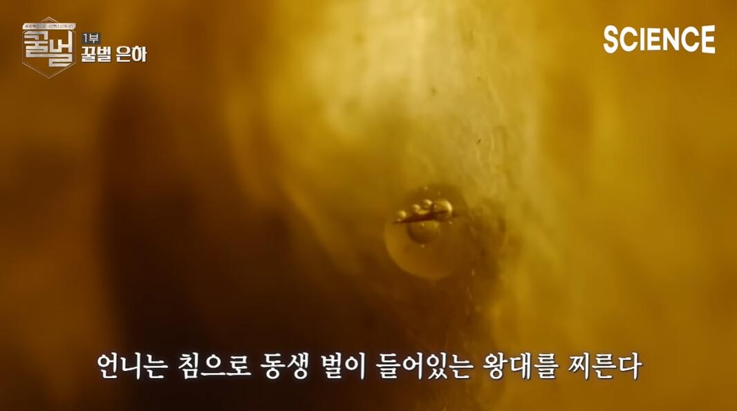 꿀벌들의 여왕벌이 정해지는 과정 | 인스티즈