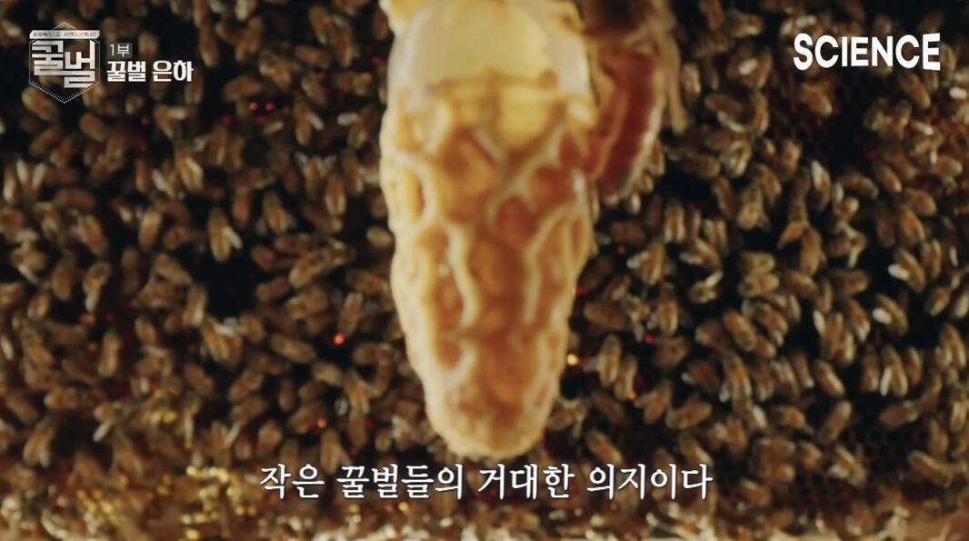 꿀벌들의 여왕벌이 정해지는 과정 | 인스티즈