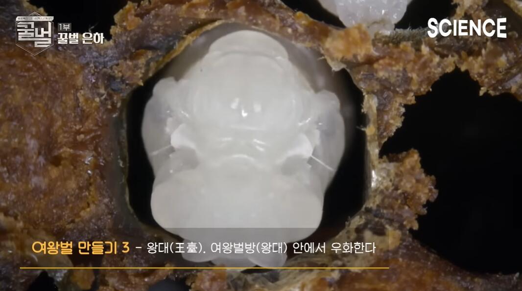 꿀벌들의 여왕벌이 정해지는 과정 | 인스티즈