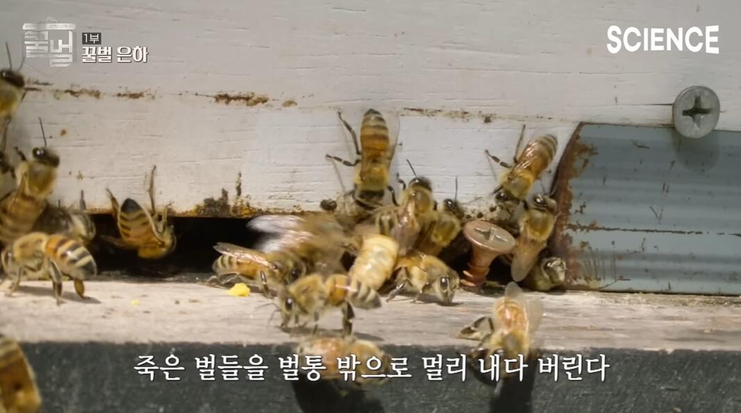 꿀벌들의 여왕벌이 정해지는 과정 | 인스티즈
