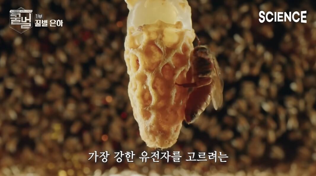 꿀벌들의 여왕벌이 정해지는 과정 | 인스티즈