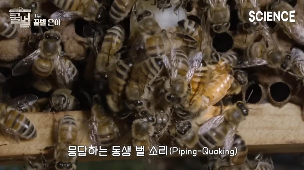 꿀벌들의 여왕벌이 정해지는 과정 | 인스티즈