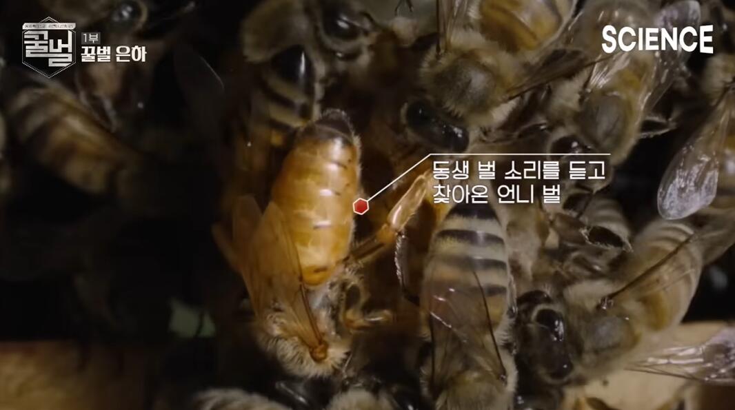꿀벌들의 여왕벌이 정해지는 과정 | 인스티즈