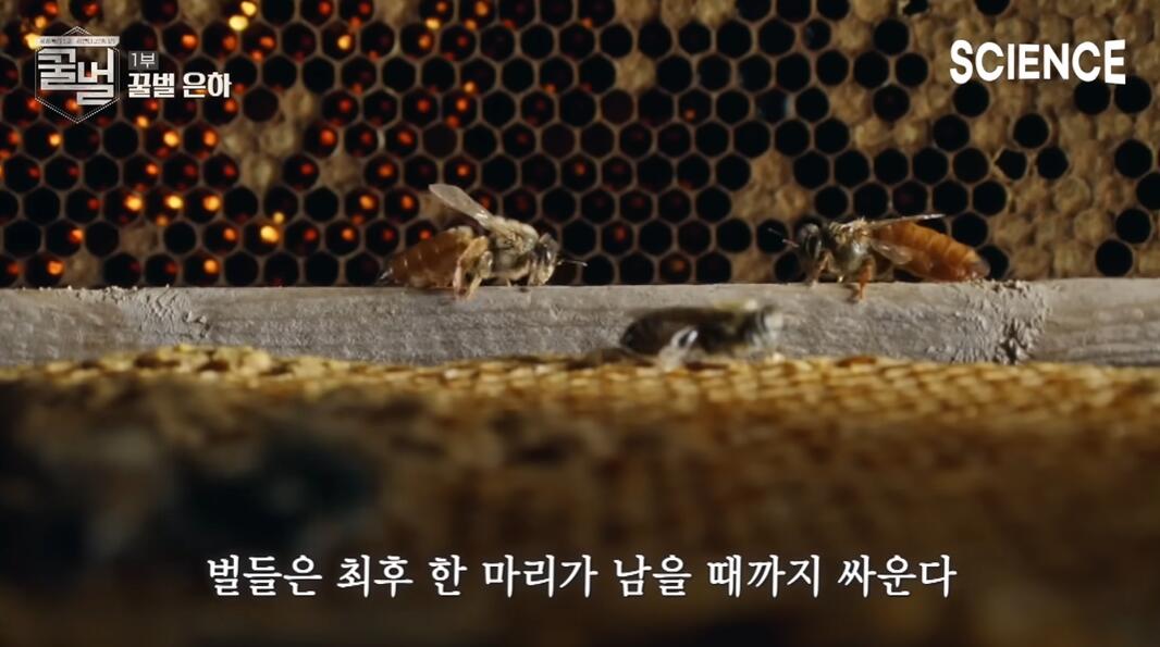 꿀벌들의 여왕벌이 정해지는 과정 | 인스티즈