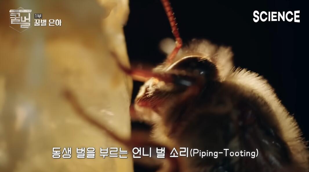 꿀벌들의 여왕벌이 정해지는 과정 | 인스티즈