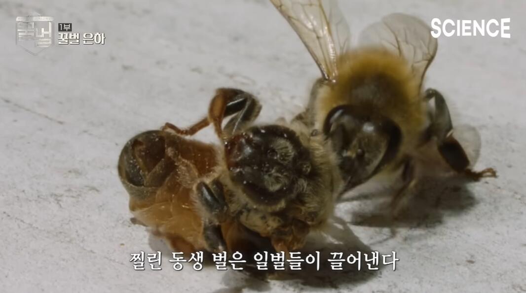꿀벌들의 여왕벌이 정해지는 과정 | 인스티즈