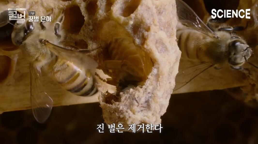꿀벌들의 여왕벌이 정해지는 과정 | 인스티즈