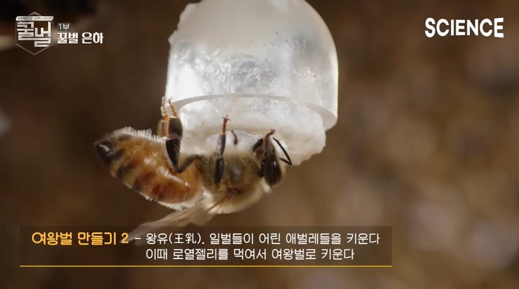 꿀벌들의 여왕벌이 정해지는 과정 | 인스티즈