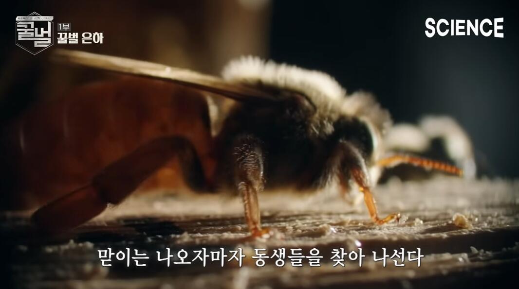 꿀벌들의 여왕벌이 정해지는 과정 | 인스티즈
