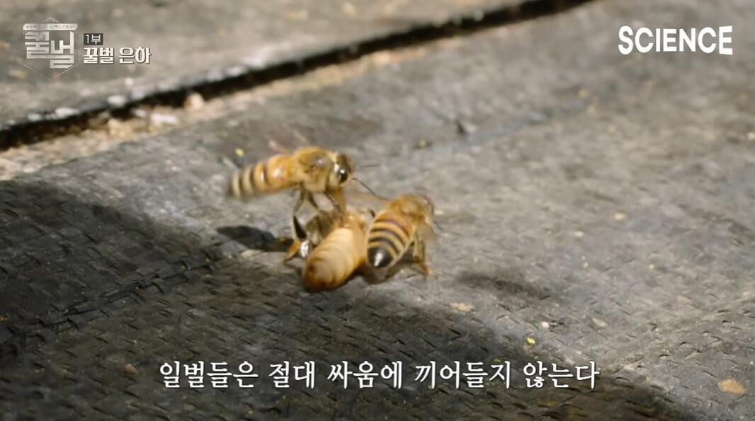 꿀벌들의 여왕벌이 정해지는 과정 | 인스티즈