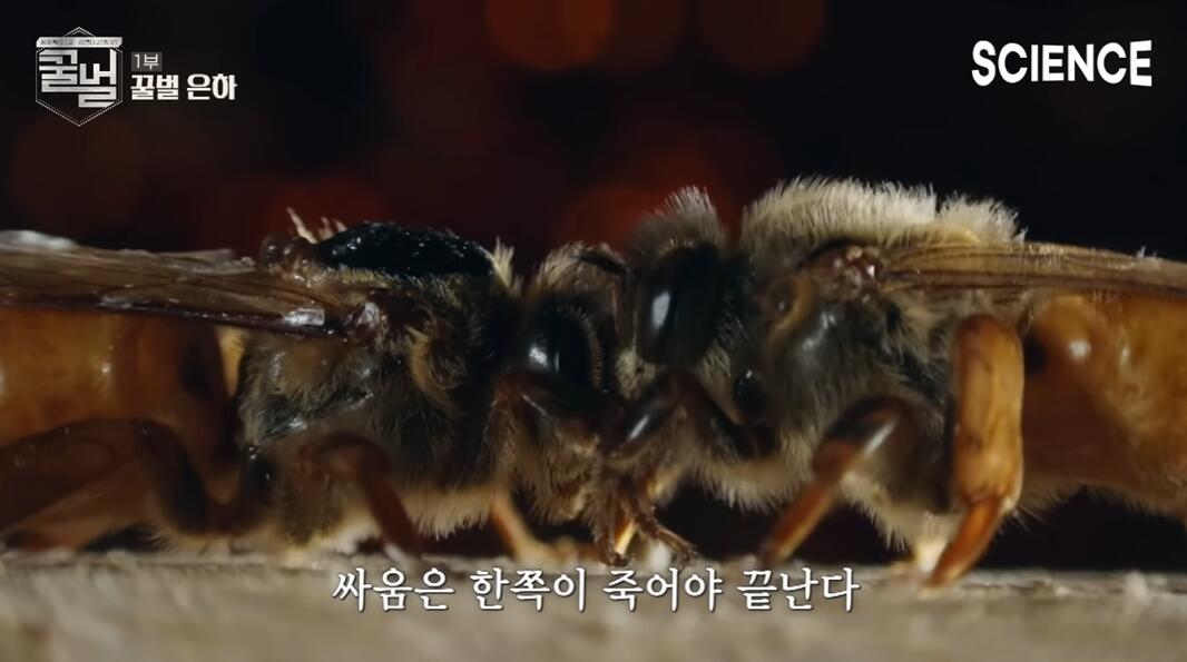 꿀벌들의 여왕벌이 정해지는 과정 | 인스티즈