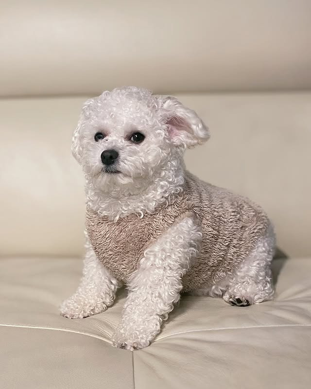 아빠 있을 때만 까부는 댕댕이 | 인스티즈