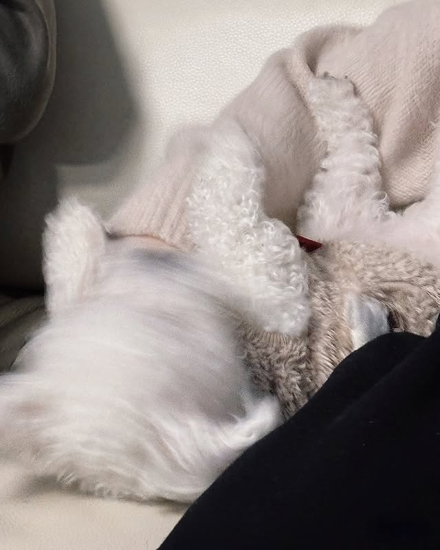 아빠 있을 때만 까부는 댕댕이 | 인스티즈