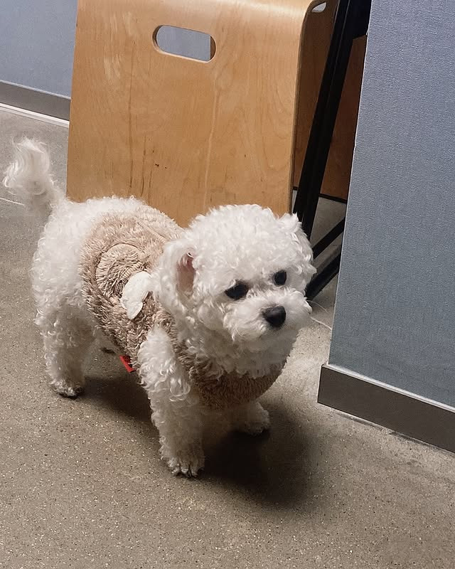 아빠 있을 때만 까부는 댕댕이 | 인스티즈