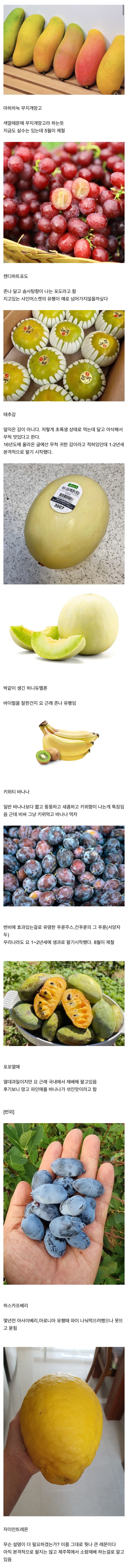 요 몇년간 새로 나온 과일들.jpg