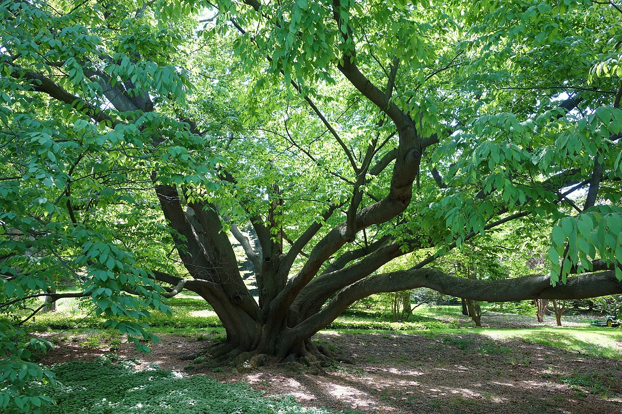 Fagus_engleriana_-_Morris_Arboretum_-_DSC00475 (1).JPG