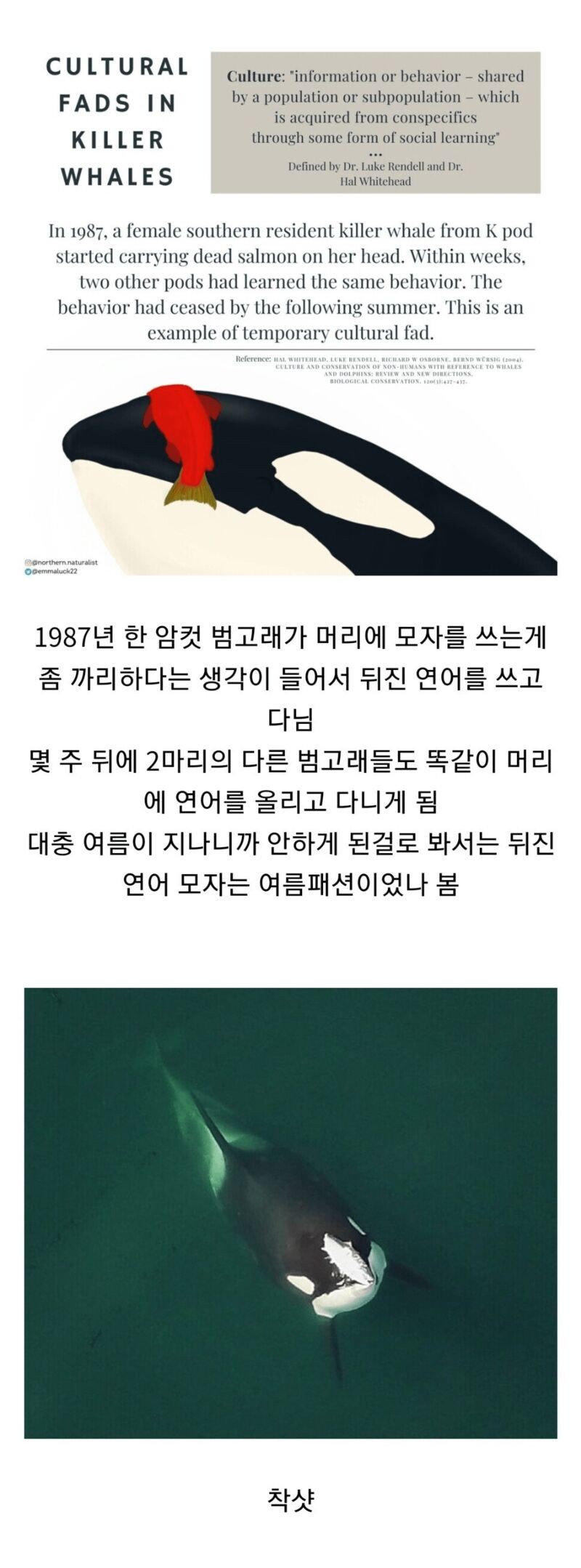 범고래 유행.jpg