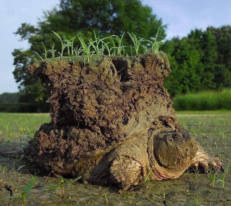 진흙 속에서 동면하다 나온 거북이.jpg