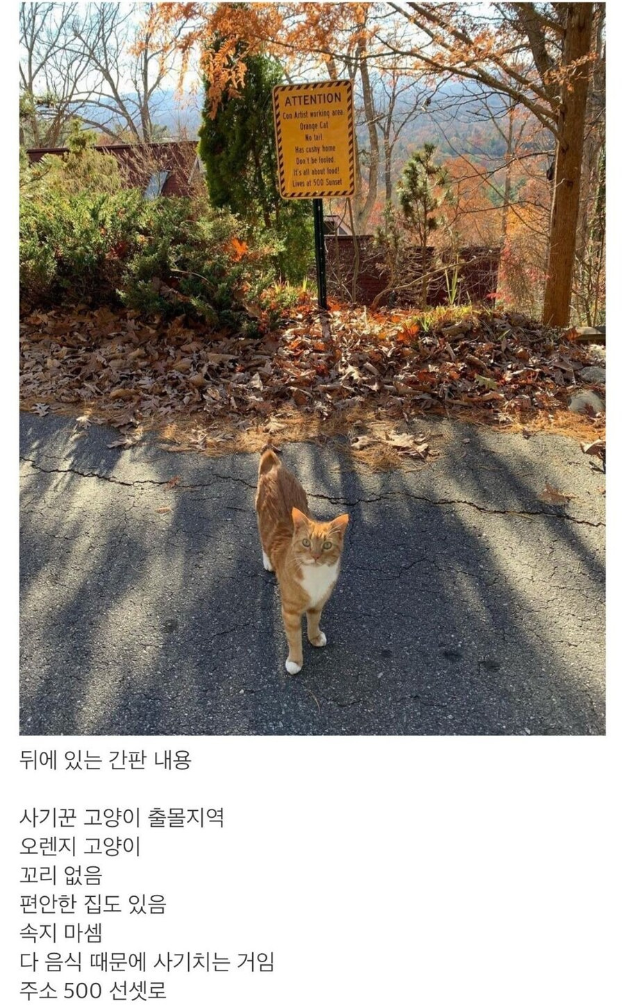 한두 번 사기 친 게 아닌 듯한 고양이.jpg