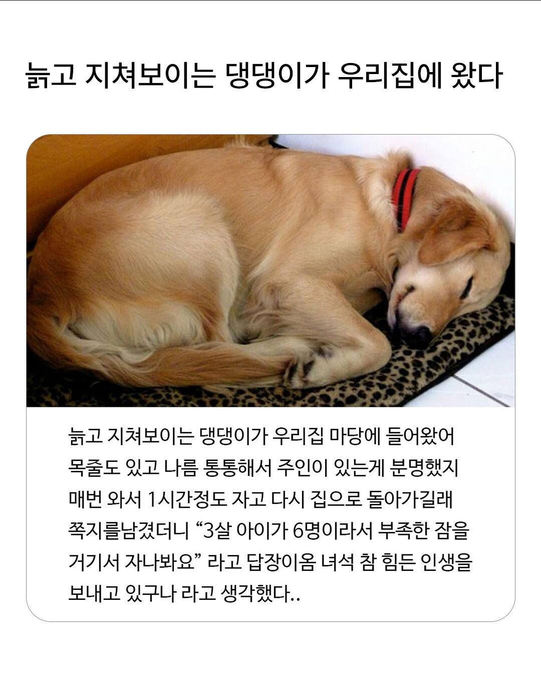 늙고 지쳐보이는 개가 우리집에 왔다 | 인스티즈